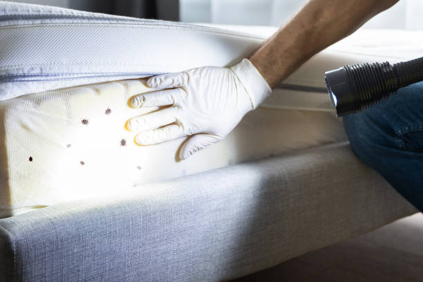 Best Affordable Pest Control Services  in Seabrook, TX