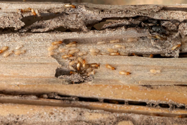 Best Pest Inspection Near Me  in Seabrook, TX