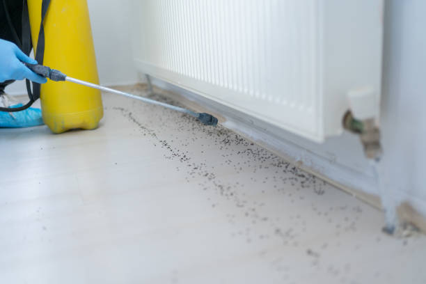 Best Best Pest Control Companies  in Seabrook, TX