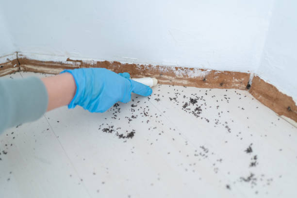 Insect Control in Seabrook, TX